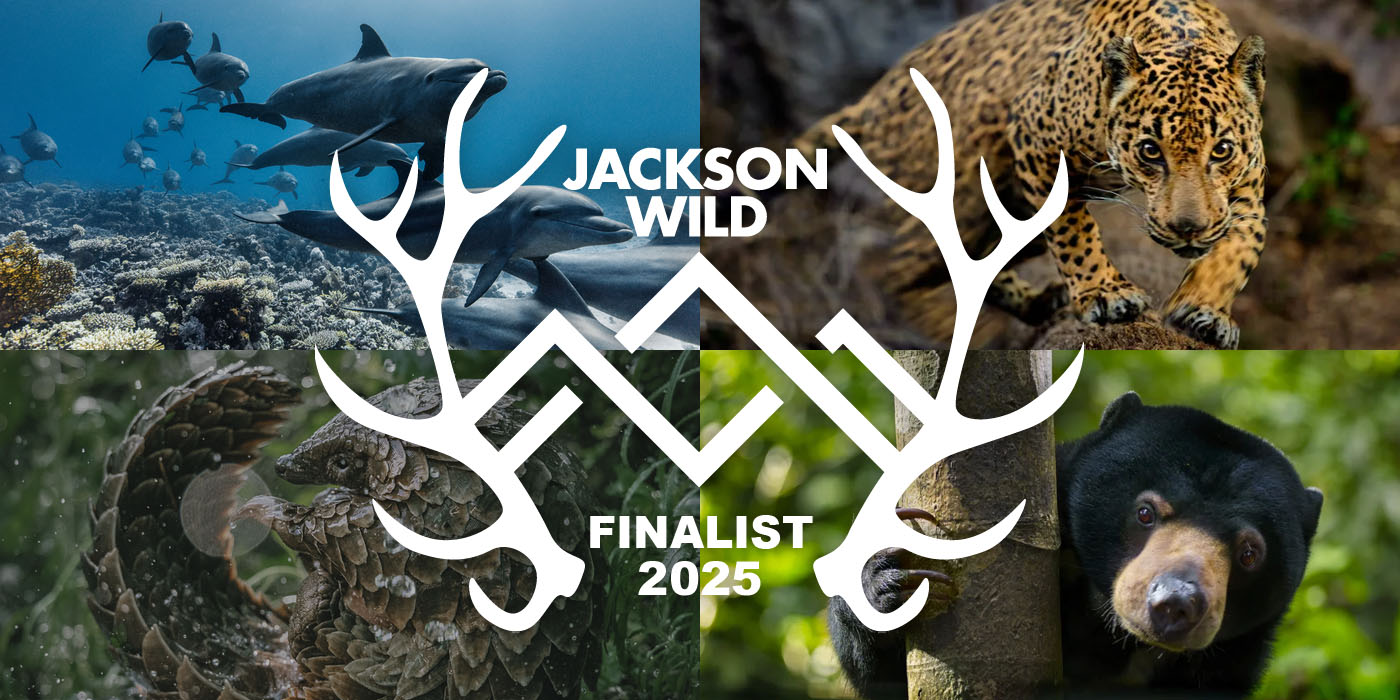 Jackson Wild 2025: A Showcase of Cinematic Excellence Captured on RED