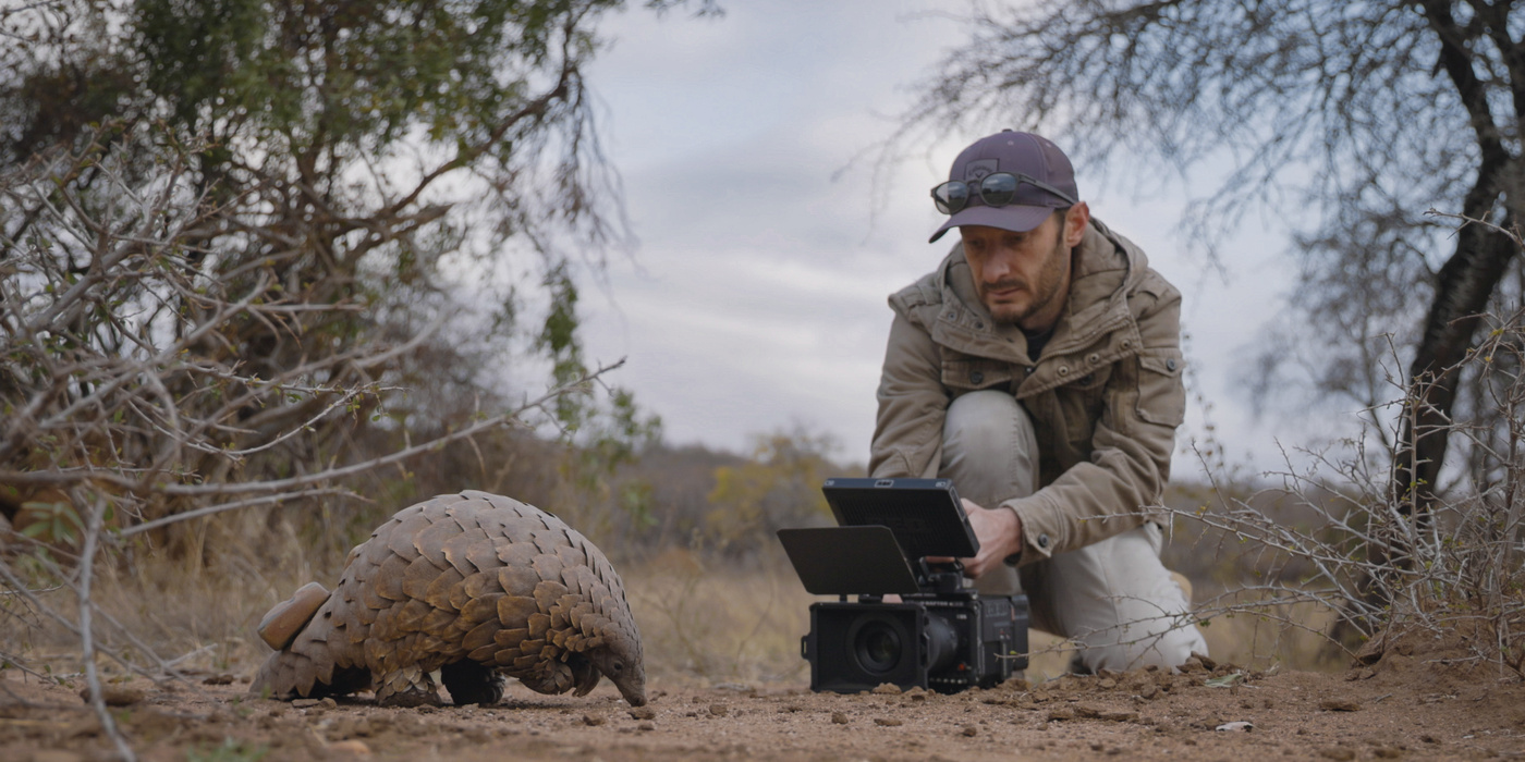 Mystery, Beauty and Threat: The Endangered World of the Pangolin Revealed