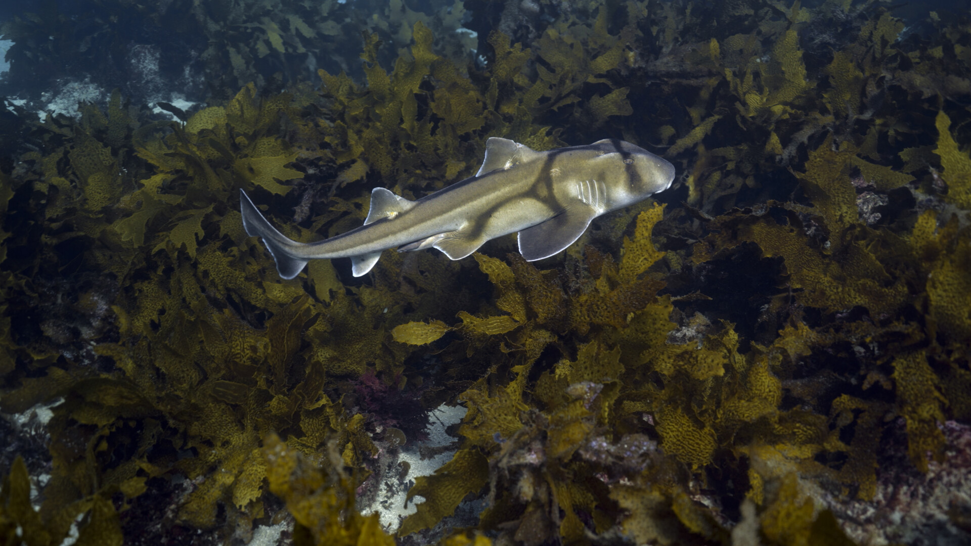 nurse shark swimming