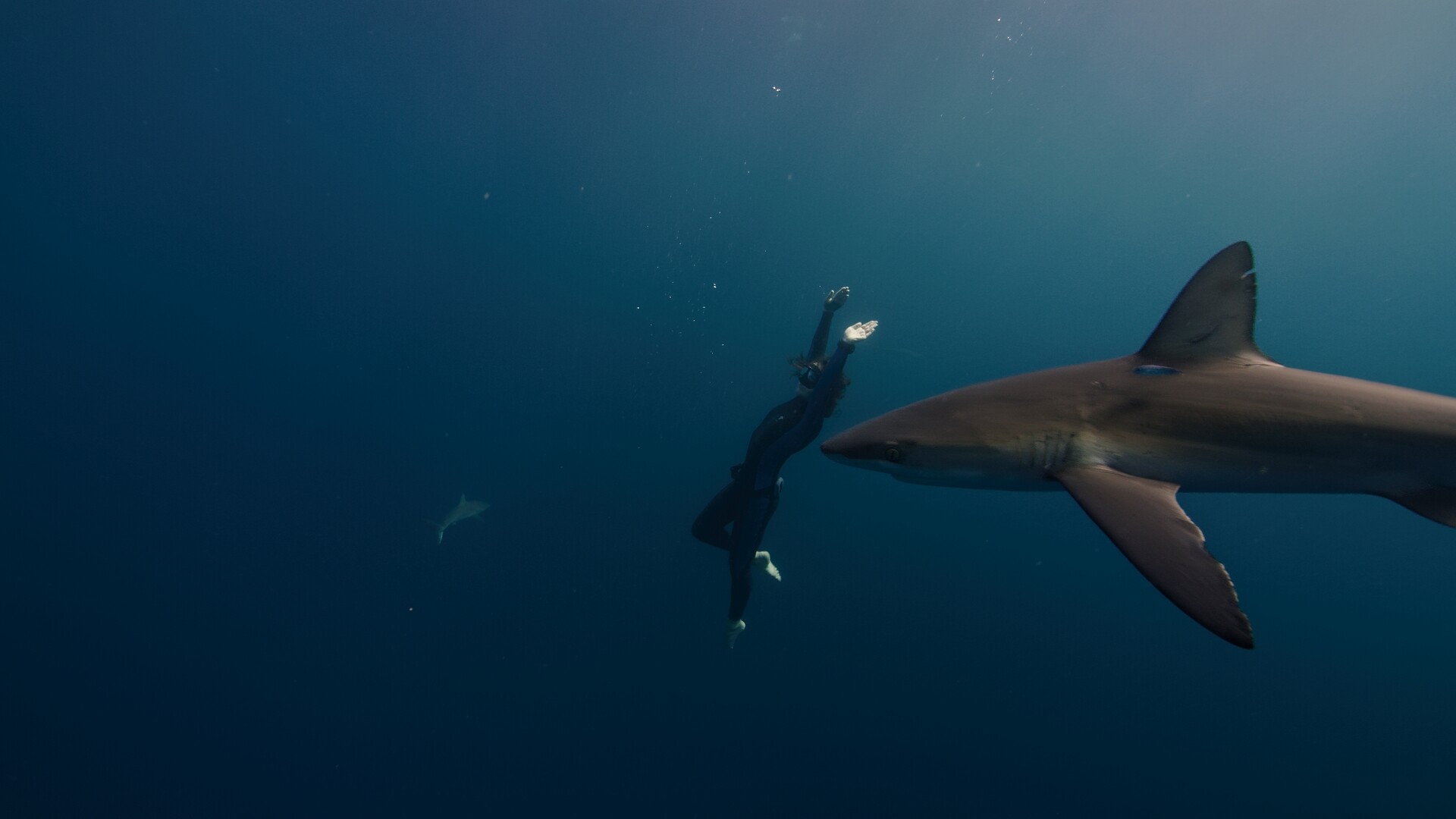 Woody Spark diving with shark in foreground