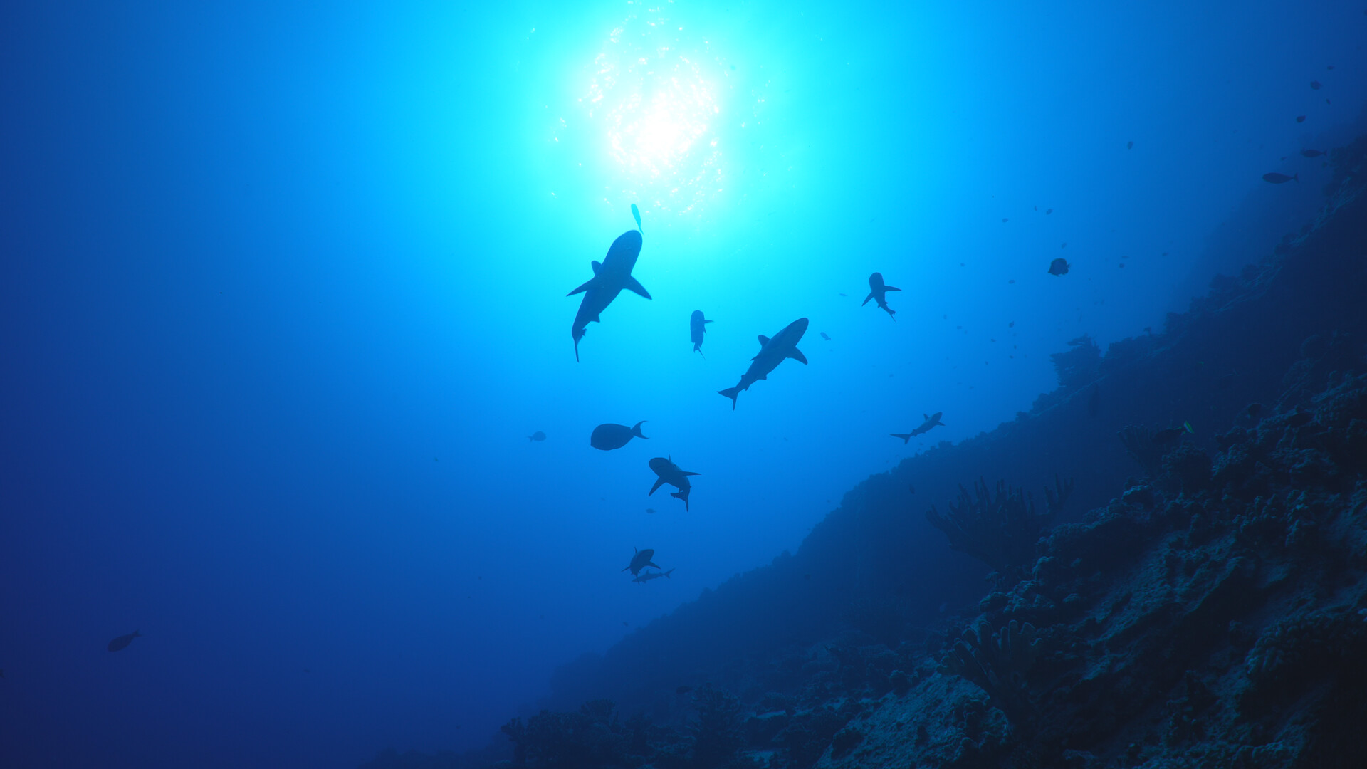 sharks swimming viewed from below