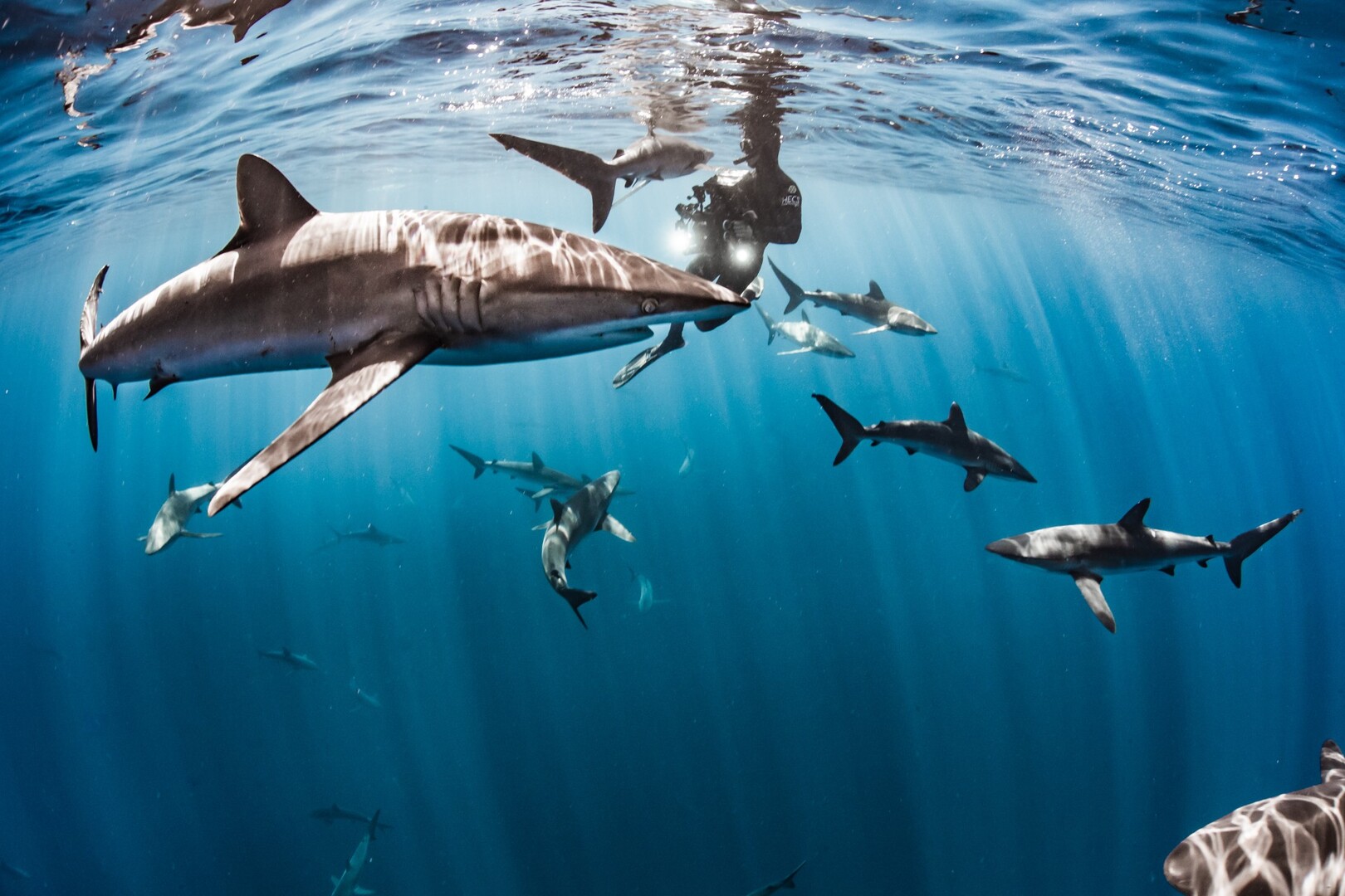 Shawn Heinrichs swimming with and filming sharks