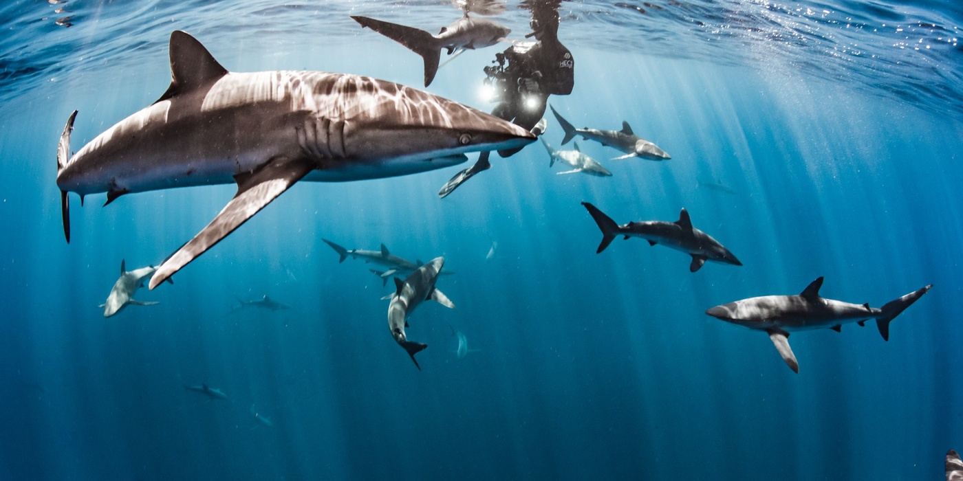 A Look at #SharksOnRED Through the Eyes of Underwater Filmmakers