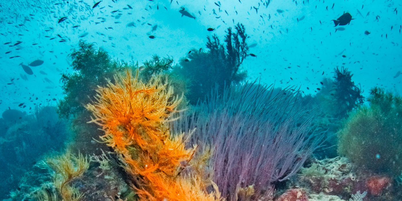 RED BTS: DP Shawn Heinrichs | Raja Ampat